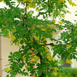Caragana arborescens - Arbre aux pois - Acacia jaune