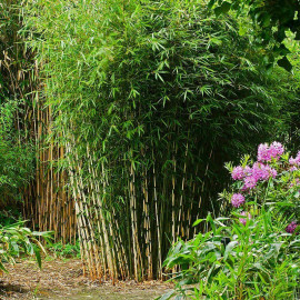 Fargesia robusta 'Campbell' - Bambou plein soleil non-envahissant
