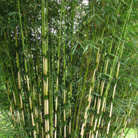 Fargesia robusta 'Campbell' - Bambou plein soleil non-envahissant