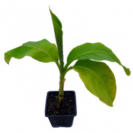 Musa japonica 'Basjoo' - Bananier du Japon rustique