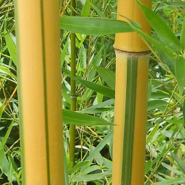 Phyllostachys aureosulcata 'Spectabilis' - Bambou à canne panachée