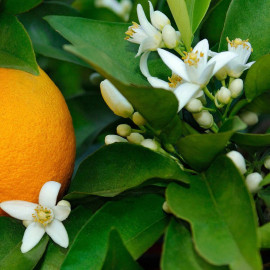 Citrus aurantium 'Maroc SG' - Oranger bigaradier - Orange amère