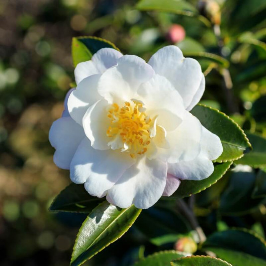 Camellia sasanqua 'Narcissiflora' * - Camélia d'automne blanc
