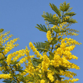 Acacia dealbata 'Gaulois Astier' - Mimosa d'hiver le Gaulois