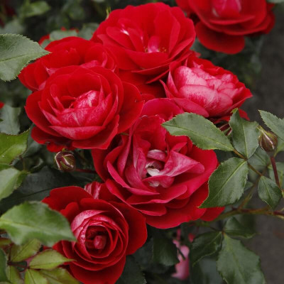 Rosa Rigo Rosen® 'Caracho' - Rosier hybride Kordes rouge