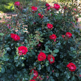 Rosa Rigo Rosen® 'Caracho' - Rosier hybride Kordes rouge