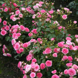 Rosa Rigo Rosen® 'Amica' - Rosier hybride Kordes - Fleurs doubles roses