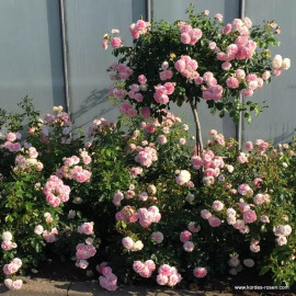 Rosa Urban Streetlight® 'Larissa' - Rosier hybride Kordes rose et blanc