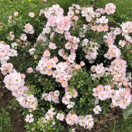 Rosa Sans Contraintes® 'Ciel étoilé' - Rosier hybride couvre-sol rose pâle