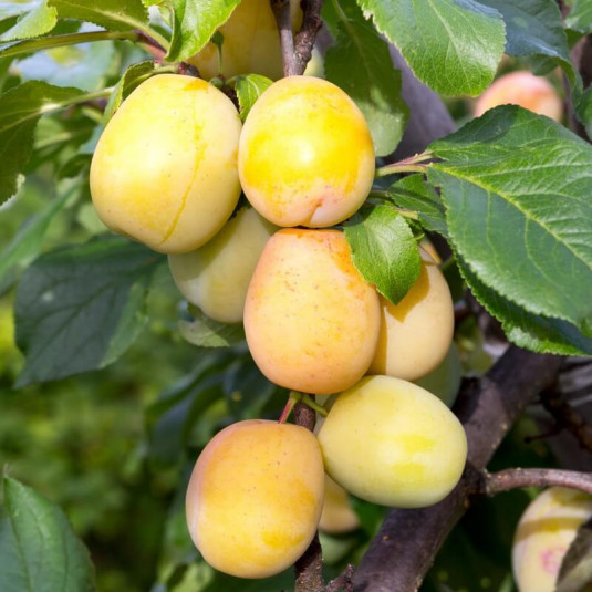 Prunier 'Goutte d’or' - Prunus domestica - Prune jaune allongée