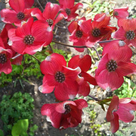 Cornus florida 'Rubra' - Cornouiller à grandes fleurs rouges