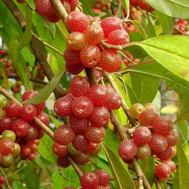 Elaeagnus umbellata 'Pointilla® Sweet'N'Sour'® - Eleagnus à baies rouges