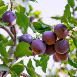 Prunier 'Reine-Claude violette' - Prunus domestica - Prune violette