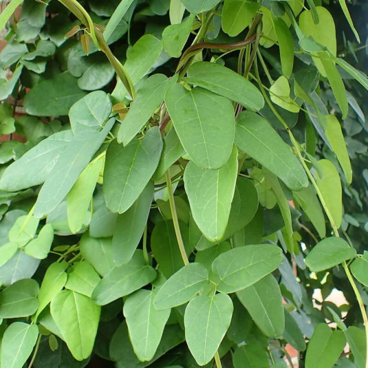 Akebia trifoliata - Akébie à trois feuilles