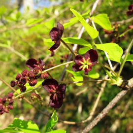 Akebia trifoliata - Akébie à trois feuilles
