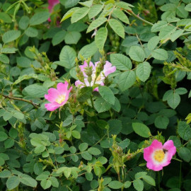 Rosa villosa 'Karpatia' - Églantier à gros fruits 