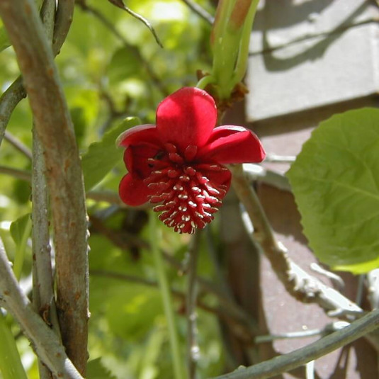 Schisandra rubriflora (mâle) – Schisandre à fleurs rouges