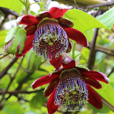 Fleur de la passion rouge - Vente Passiflora alata