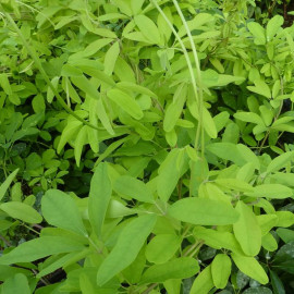 Akebia quinata 'Silver Bells' - Akébie à cinq feuilles odorante - Vigne chocolat à fleurs argentées