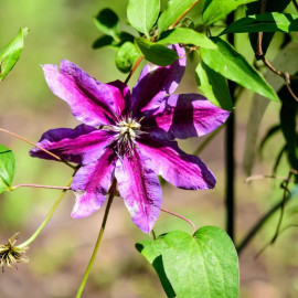 Clematis 'Akaishi' - Clématite à fleurs violettes médiane rouge