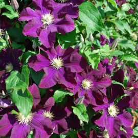 Clematis 'Grunwald' - Clématite à fleurs violettes
