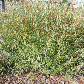 Salix purpurea 'Nana' - Saule pourpre - Osier rouge