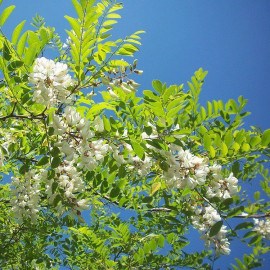Robinia pseudoacacia - Robinier faux Acacia