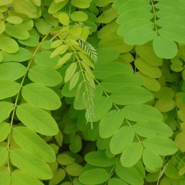 Robinia pseudoacacia - Robinier faux Acacia