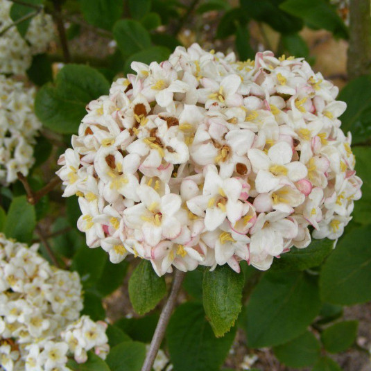 Viburnum carlcephalum * - Viorne parfumée à grandes fleurs