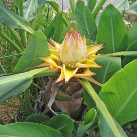 Musella lasiocarpa - Lotus d'or - Bananier chinois nain