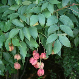Staphylea pinnata - Faux pistachier