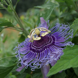 Passiflora 'Incense' - Fleur de la passion violette