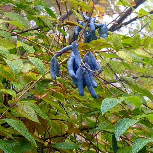 Decaisnea fargesii - Arbre aux haricots bleus