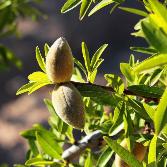 Amandier 'Ferragnès’ - Amande - Prunus dulcis en racines nues