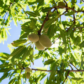 Amandier 'Lauranne’ AUTOFERTILE - Amande - Prunus dulcis en racines nues