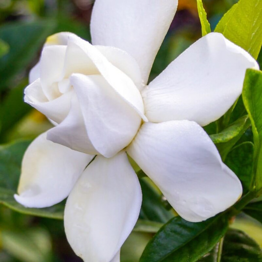 Gardenia jasminoides 'Summer snow' - Jasmin du Cap parfumé