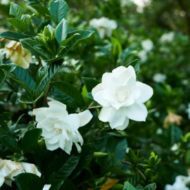 Gardenia jasminoides - Jasmin du Cap parfumé