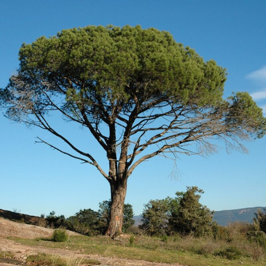 Pinus halepensis - Pin d’Alep