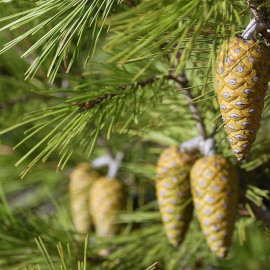 Pinus halepensis - Pin d’Alep