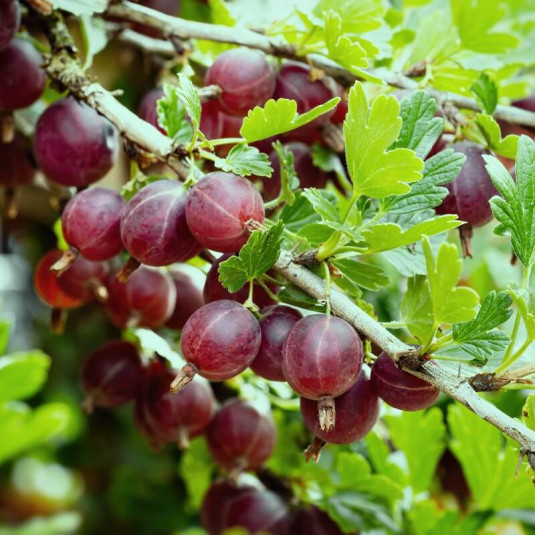 Ribes uva-crispa 'Achilles' - Groseillier à maquereau à baies rouges