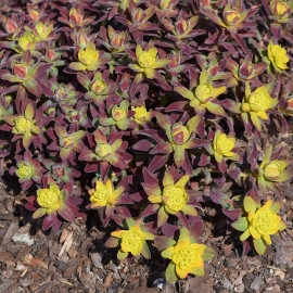 Euphorbia epithymoides 'Bonfire' - Euphorbe polychrome compacte