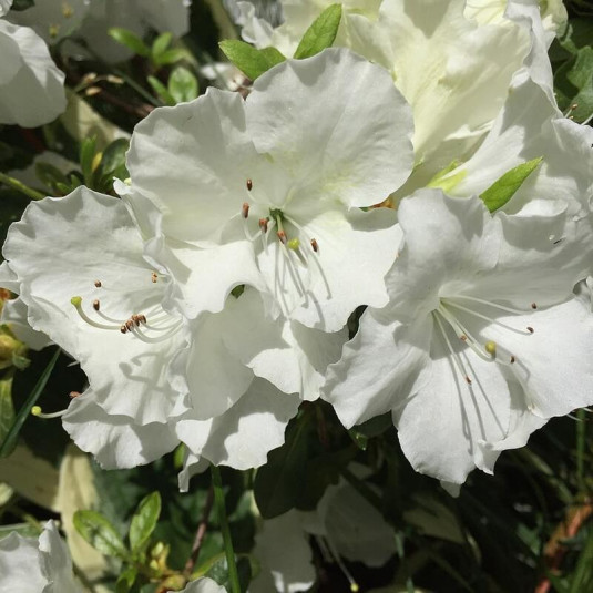 Azalea japonica 'Pleasant White' * - Azalée japonaise blanche