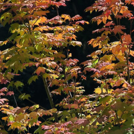 Acer circinatum - Érable à feuilles de vigne