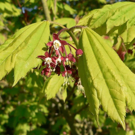 Acer circinatum - Érable à feuilles de vigne