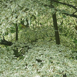 Cornus alternifolia 'Argentea' - Cornouiller panaché à feuilles alternes