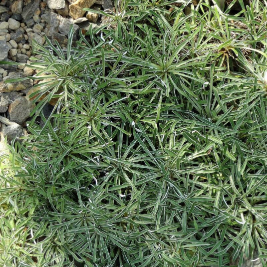 Dymondia margaretae - Dymondia couvre-sol