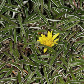 Dymondia margaretae - Dymondia couvre-sol