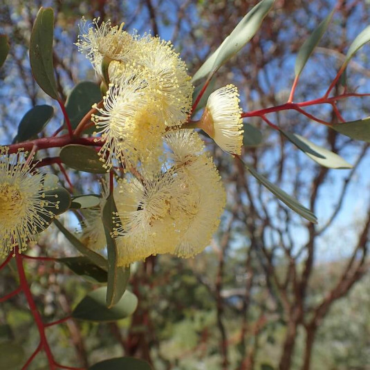 Eucalyptus websteriana - Eucalyptus de Webster