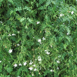 Jasminum grandiflorum - Jasmin à grandes fleurs parfumées