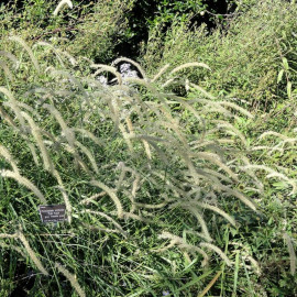 Pennisetum orientalis 'Tall Tails' - Herbe aux écouvillons